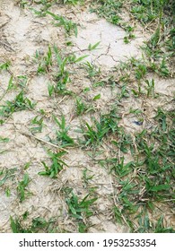 Grass And Sand When Visit My Late Father