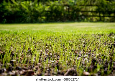 Grass Seed Growing