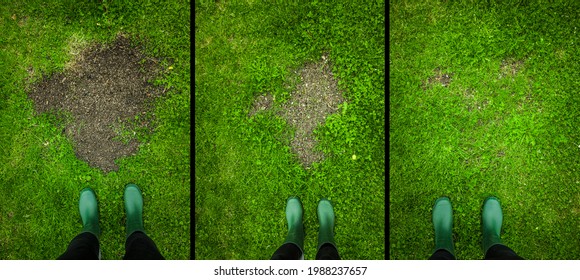 Grass Seed Growth In The Garden