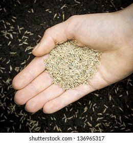 Grass Seed Held In Hand Over Soil With Planted Seeds