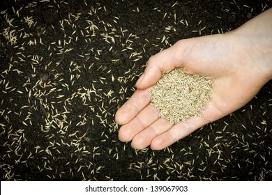 Grass Seed Held In Hand Over Soil And Planted Seeds With Copy Space