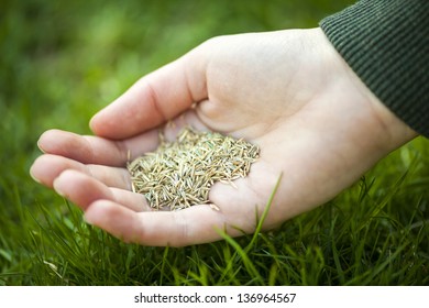 Grass Seed For Overseeding Held In Hand Over Green Lawn