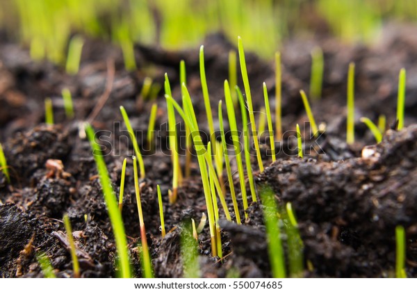 grass seeds that begin to grow on new\
topsoil, fresh green grass is coming out of\
them.