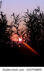 grass at the setting sun