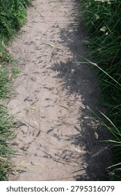 Grass shadows creating natural patterns across a sandy coastal footpath near Kermorvan in Brittany, France.