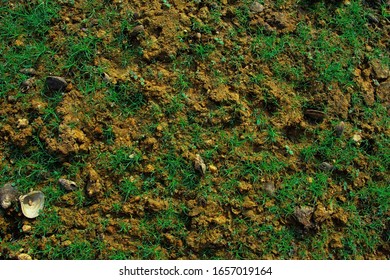 Grass and shells on the ground background