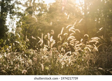 Grass in shine bright sunrise color yellow wallpaper full of positivity and hopefulness - Shutterstock ID 1974217739