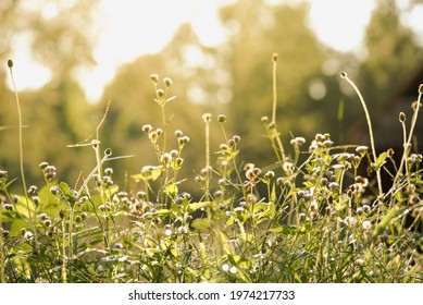 Grass in shine bright sunrise yellow wallpaper full of positivity and hopefulness - Shutterstock ID 1974217733