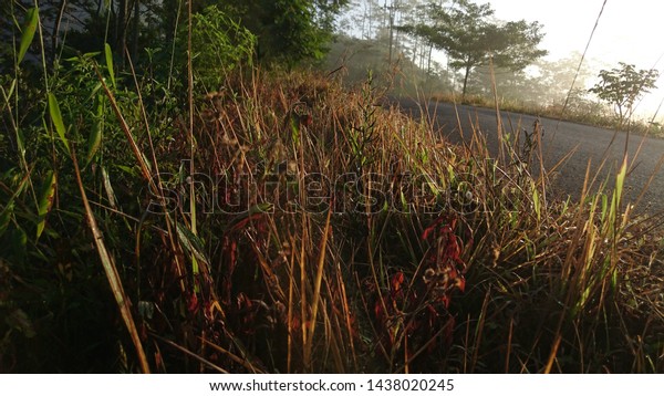 Grass side asphalt\
road in the mountains