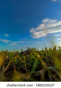 a grass with sky background