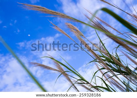 Similar – Gräser Gras Sommer grün