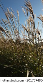 It's Grass And Sky Pic And Gramineae Landscape Pic.