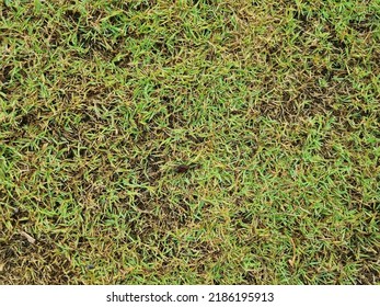 Grass Is A Small Plant That Comes Together In A Large Number With Small Pointed Leaves That Are Commonly Used To Grow Lawns And Football Fields.