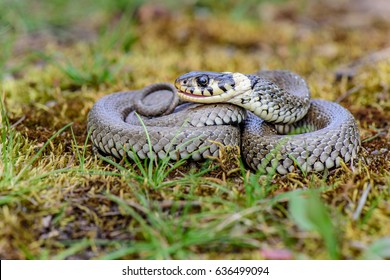 Grass Snake