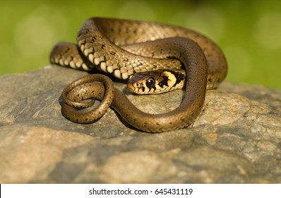 Grass Snake