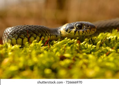 Grass Snake