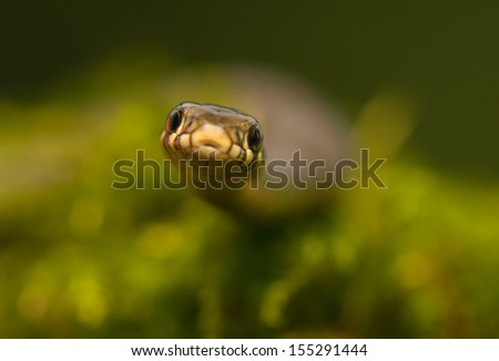 Grass snake