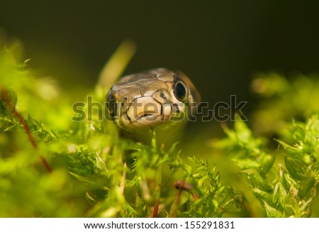 Grass snake