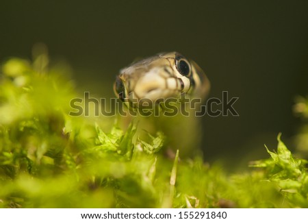 Grass snake