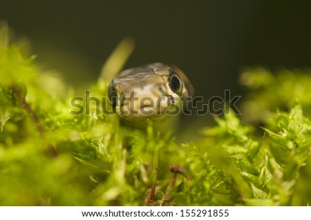 Grass snake