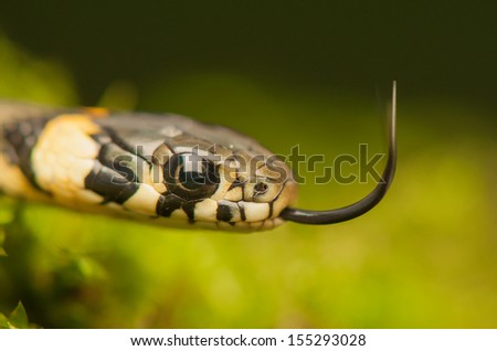 Grass snake