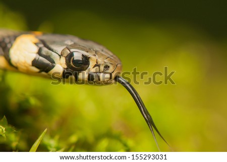 Grass snake