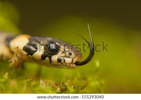 Grass snake