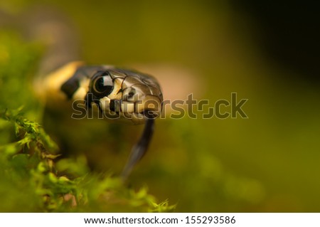 Grass snake