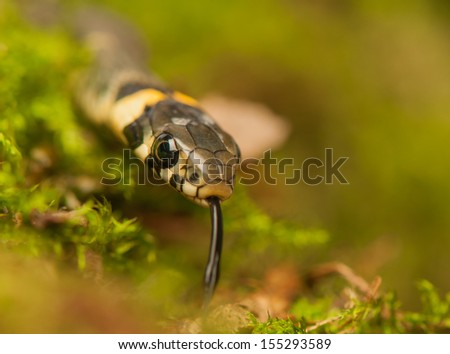 Grass snake