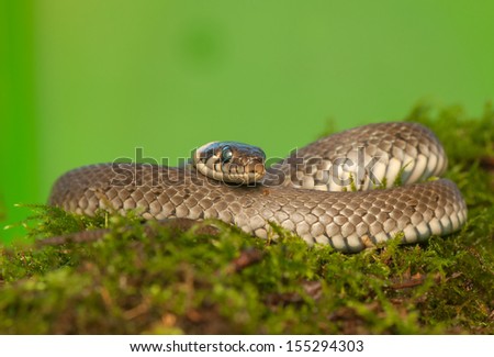 Grass snake