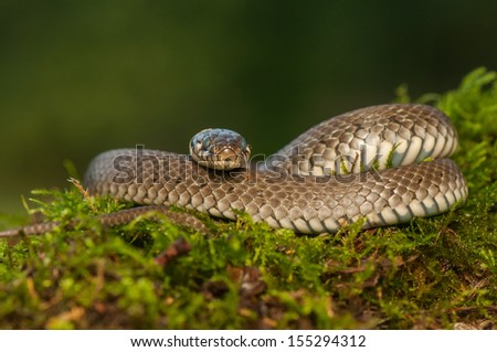 Grass snake