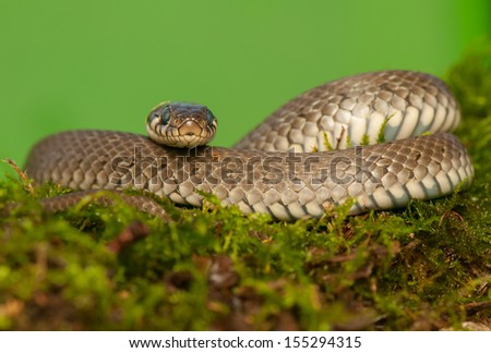 Grass snake