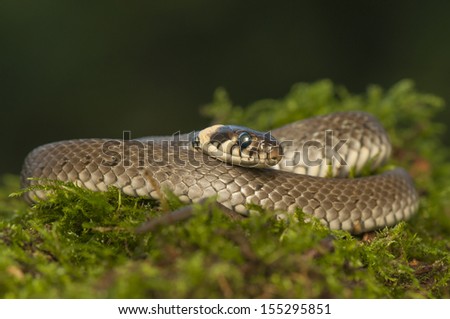 Grass snake