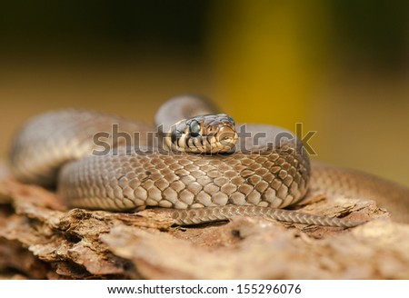 Similar – Image, Stock Photo close up of Vipera ursinii rakosiensis