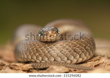 Similar – Image, Stock Photo close up of Vipera ursinii rakosiensis