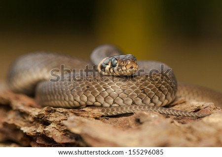 Grass snake