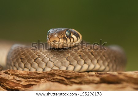 Similar – Image, Stock Photo close up of Vipera ursinii rakosiensis