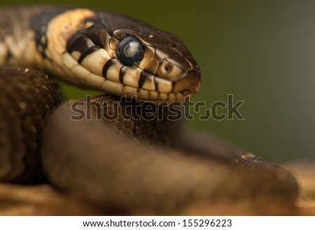 Grass snake