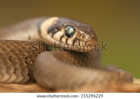 Grass snake