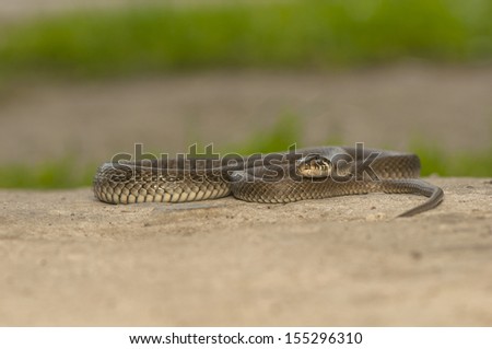 Grass snake