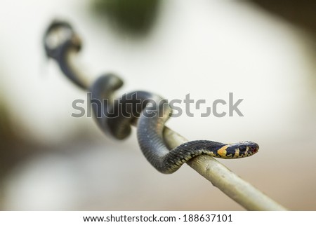Grass snake