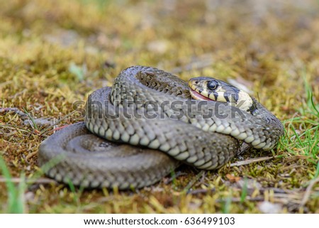 Similar – the rare meadow viper, closeup