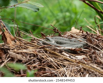 Grass Snake Basking on a Compost Heap