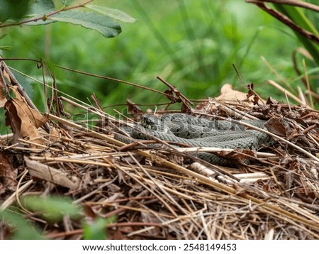 Grass Snake Basking on a Compost Heap