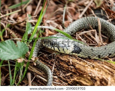 Grass Snake Basking on a Log