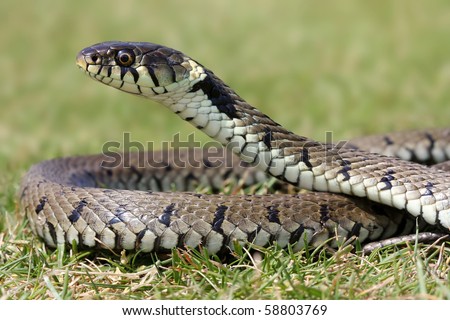 Grass Snake Basking in sunlight.