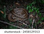 Grass snake basking in a UK heath