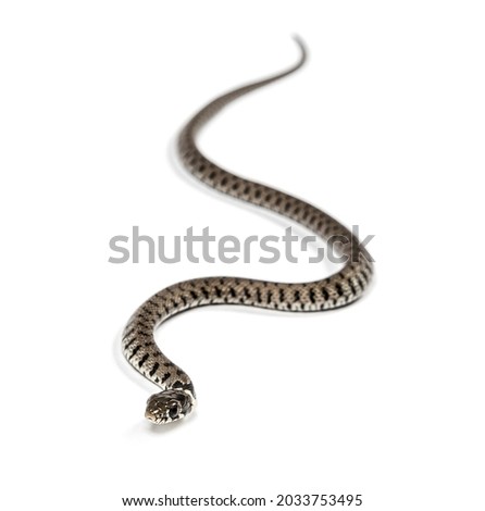 Grass snake crawling, Natrix natrix, Isolated on white