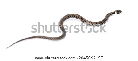 Grass snake crawling, Natrix natrix, Isolated on white