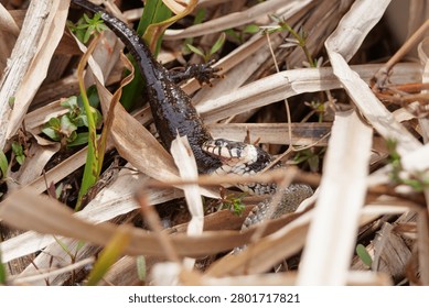 Grass snake devouring a lizard, eating the catch